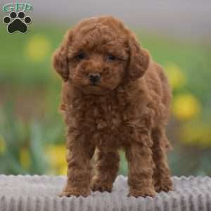 Trina, Toy Poodle Puppy